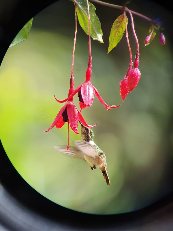 Kolibri in Costa Rica Kolibri in Costa Rica
