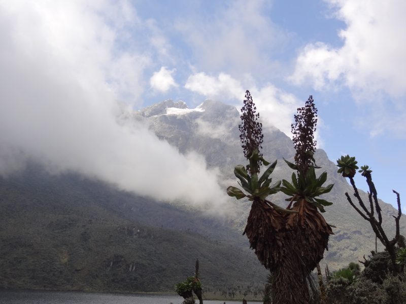 Uganda, Ruwenzori Uganda, Ruwenzori