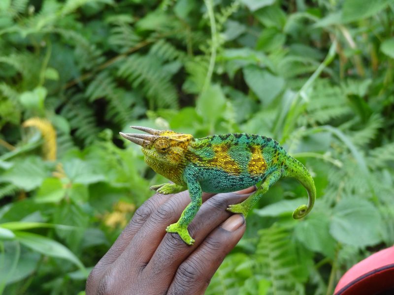 Uganda, Ruwenzori Uganda, Ruwenzori
