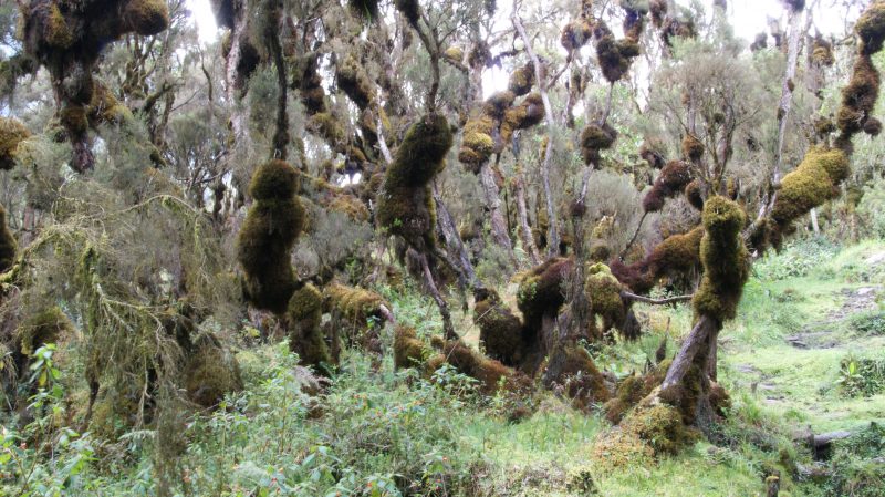 Uganda, Ruwenzori Uganda, Ruwenzori