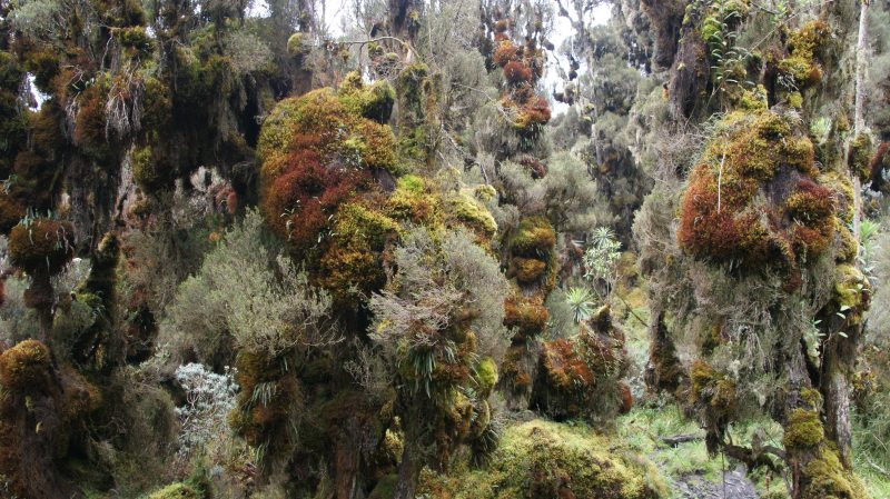 Uganda, Ruwenzori Uganda, Ruwenzori