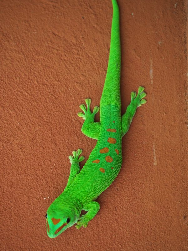 Madagaskar Madagaskar