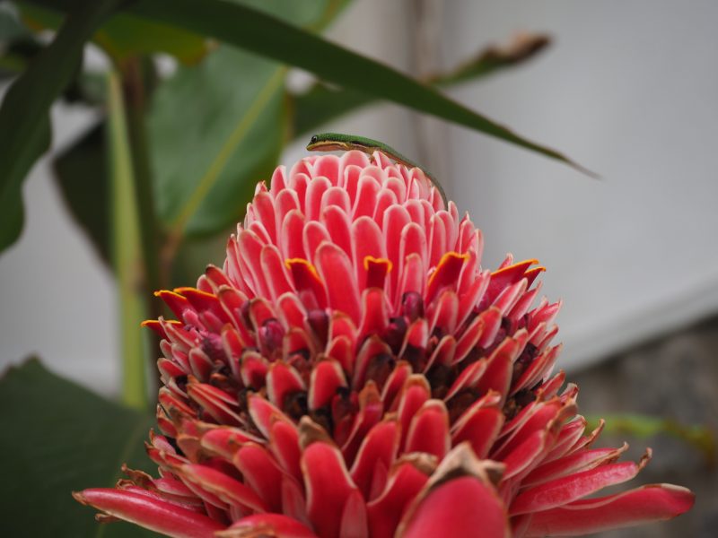 Madagaskar Madagaskar