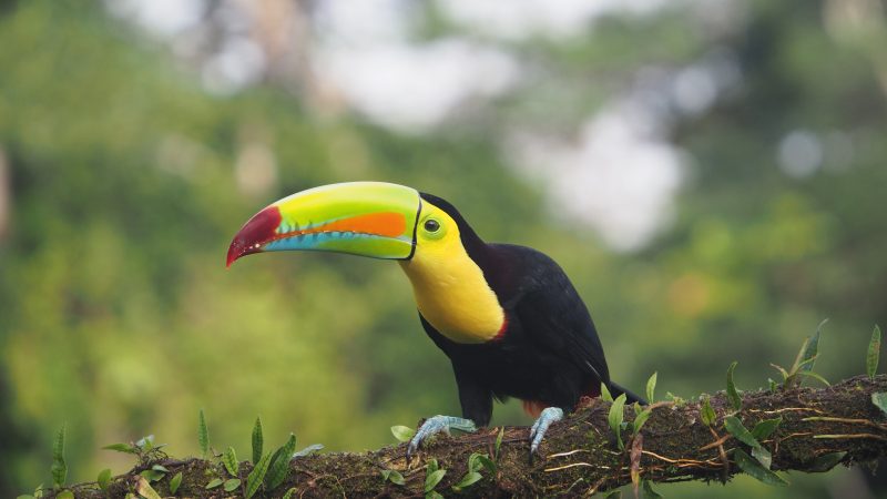 Costa Rica Costa Rica