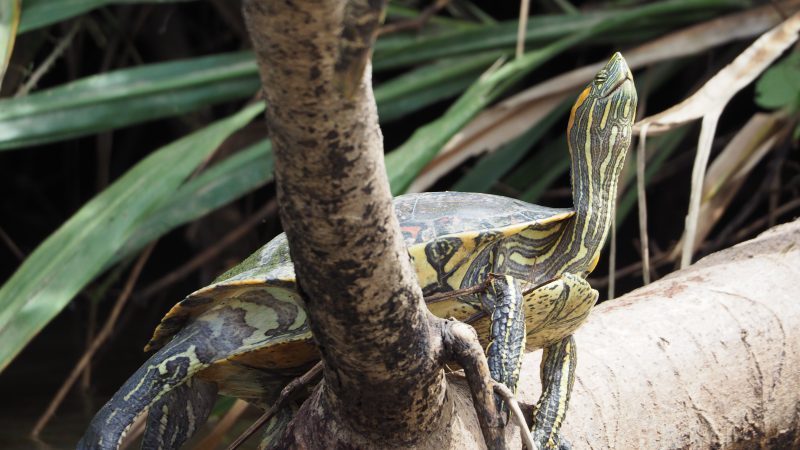Costa Rica Costa Rica