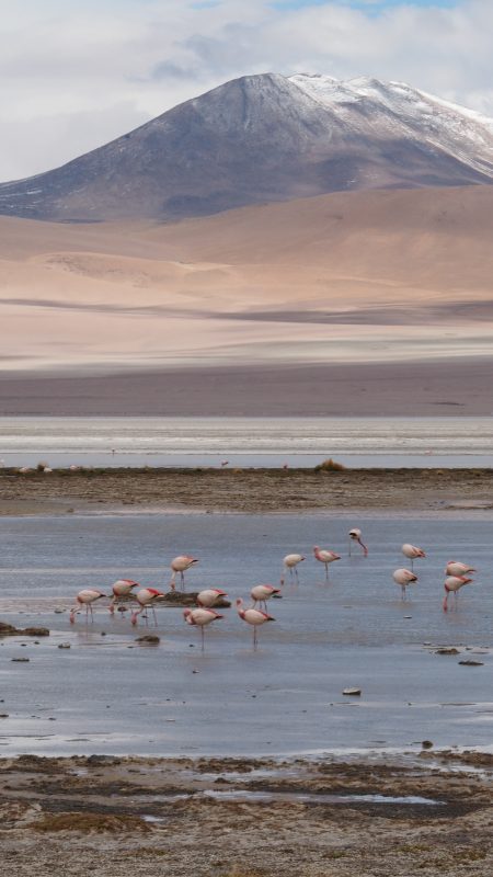 Peru, Laguna colorada Peru, Laguna colorada