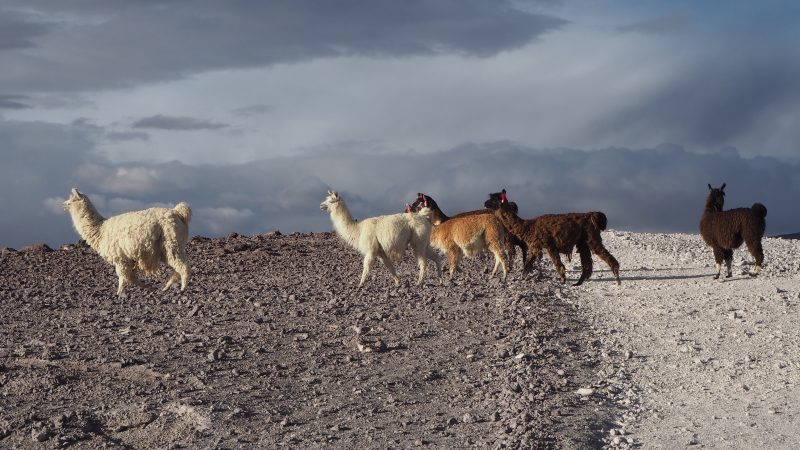 Peru, Laguna colorada