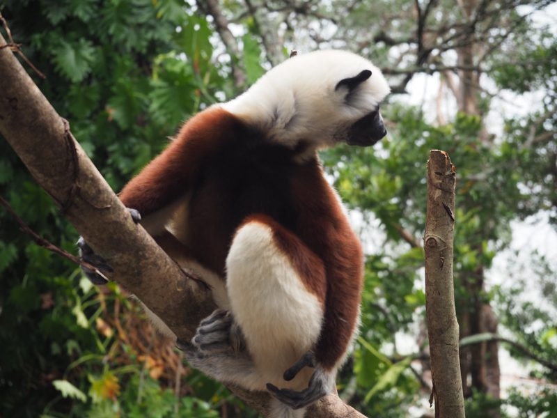 Madagaskar Madagaskar