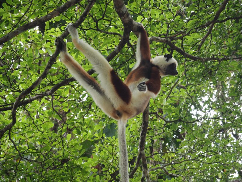 Madagaskar Madagaskar