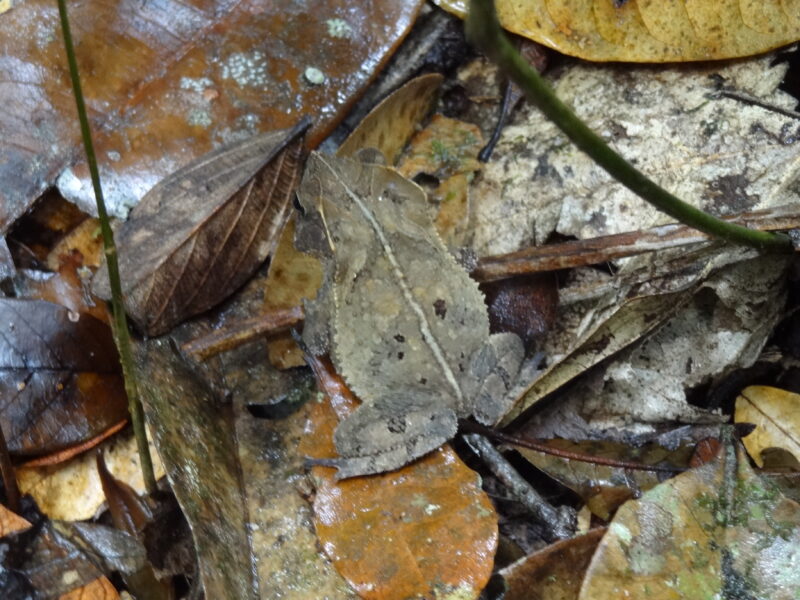 Französisch Guyana Französisch Guyana