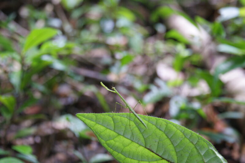 Französisch Guyana Französisch Guyana