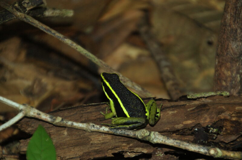 Französisch Guyana