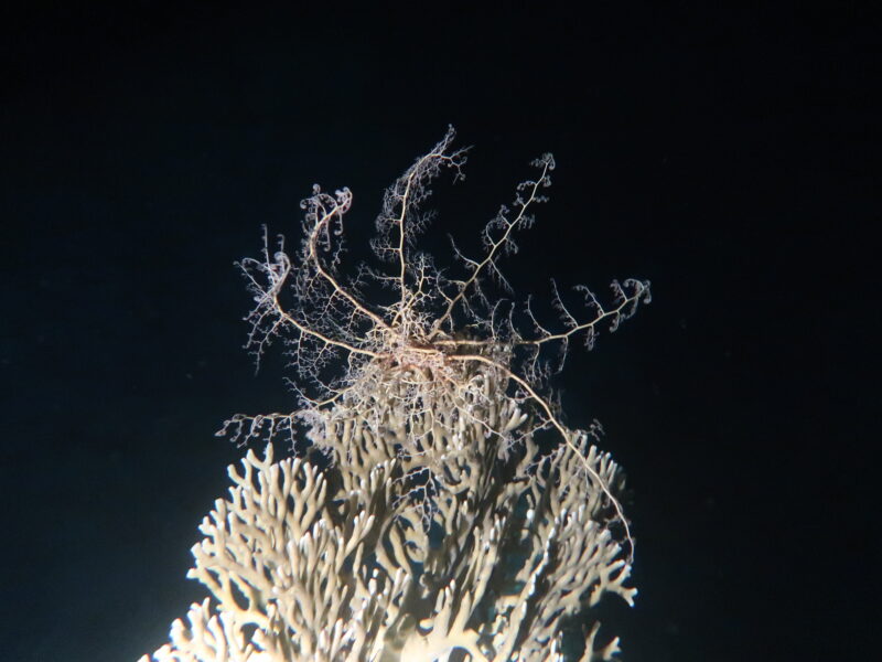 Bunaken, Indonesien Bunaken, Indonesien