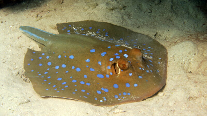 Borneo, Maratua Atoll Borneo, Maratua Atoll