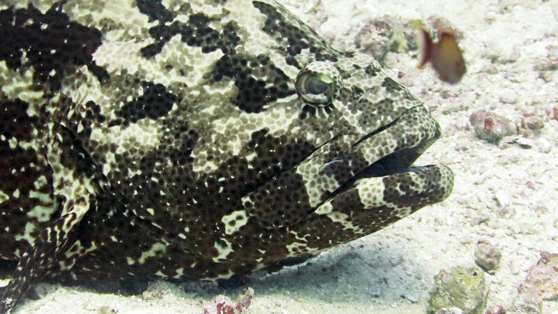 Borneo, Maratua Atoll