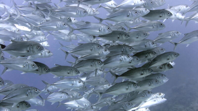 Borneo, Maratua Atoll Borneo, Maratua Atoll