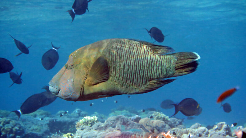 Borneo, Maratua Atoll Borneo, Maratua Atoll