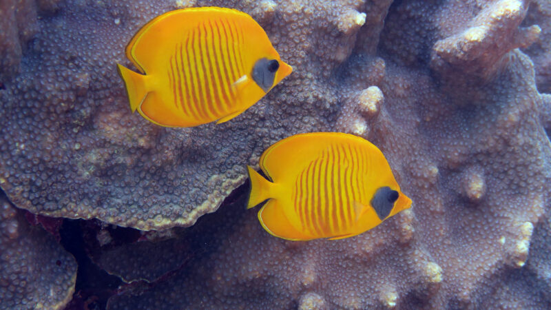 Rotes Meer Rotes Meer