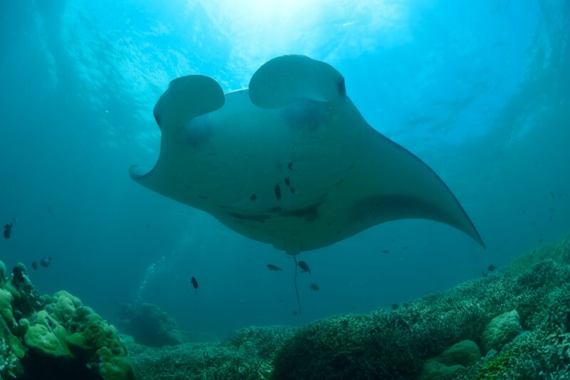 Yap, Mikronesien Yap, Mikronesien