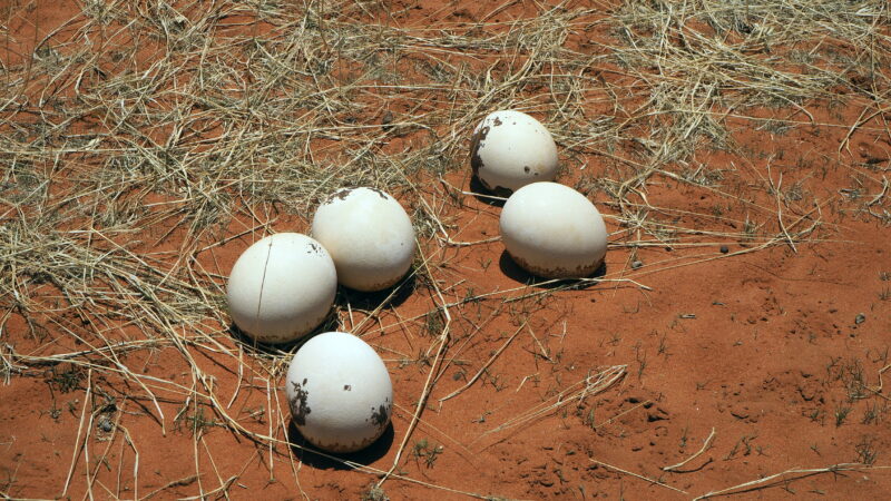 Namibia, Kalahari Namibia, Kalahari