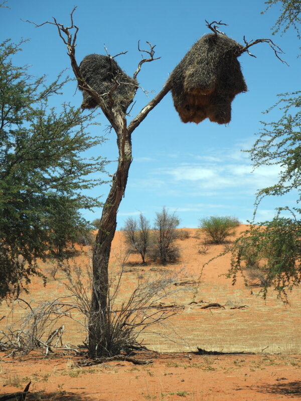 Namibia, Kalahari