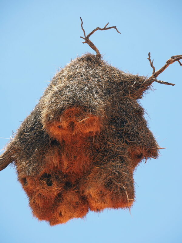 Namibia, Kalahari Namibia, Kalahari