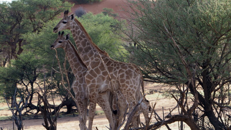 Namibia, Kalahari Namibia, Kalahari