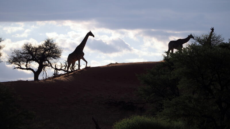 Namibia, Kalahari
