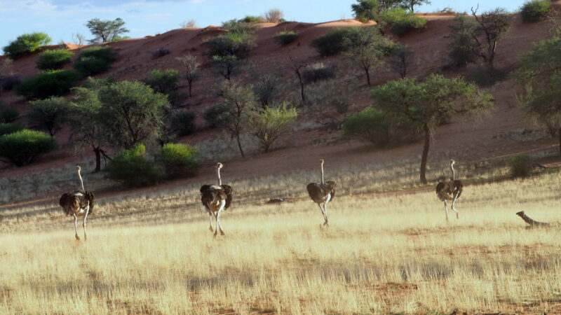 Namibia, Kalahari Namibia, Kalahari
