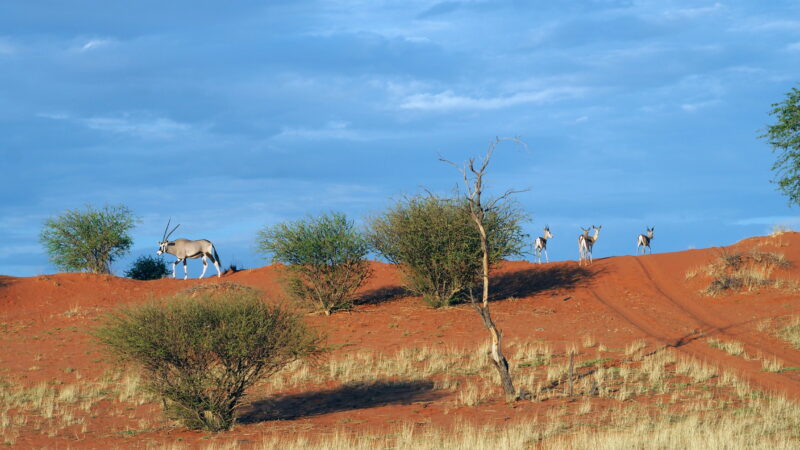 Namibia, Kalahari