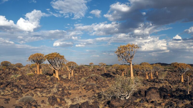 Namibia, Köcherbaumwald Namibia, Köcherbaumwald
