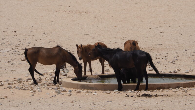 Namibia, Namib Namibia, Namib