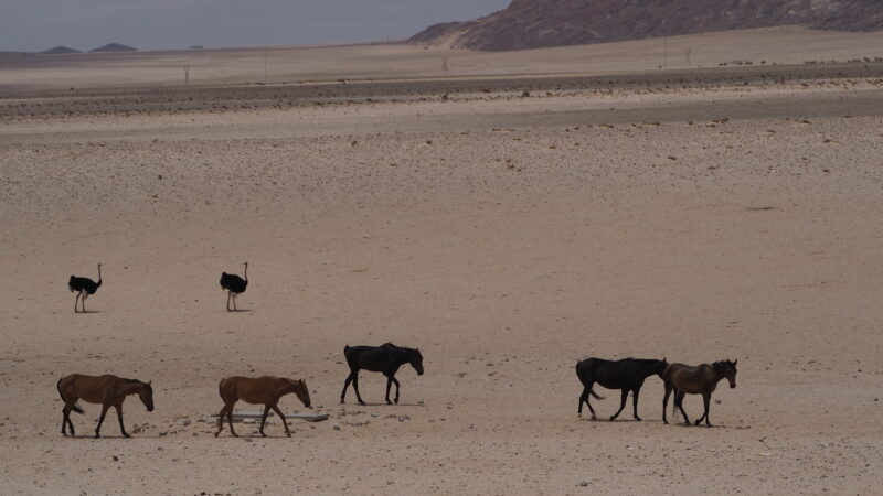 Namibia, Namib Namibia, Namib