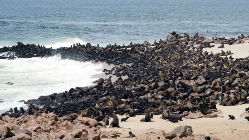 Namibia, Cape Cross Namibia, Cape Cross