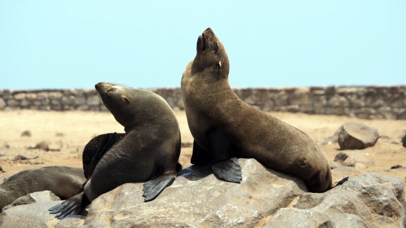 Namibia, Cape Cross Namibia, Cape Cross