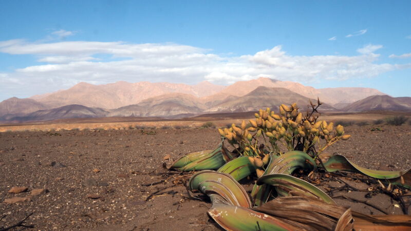 Namibia, Brandberg