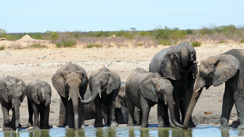 Namibia, Etosha NP
