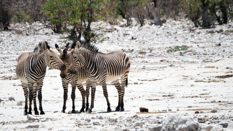 Namibia, Etosha NP Namibia, Etosha NP