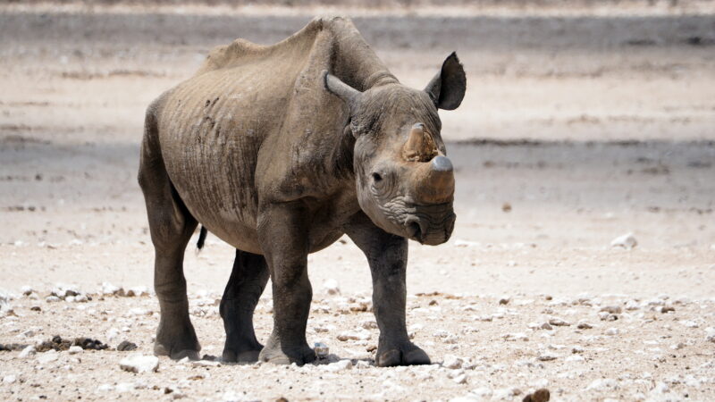 Namibia, Etosha NP Namibia, Etosha NP