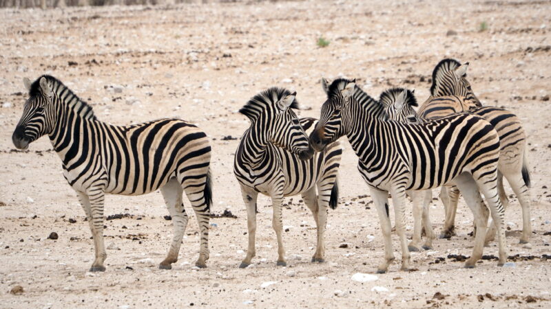 Namibia, Etosha NP