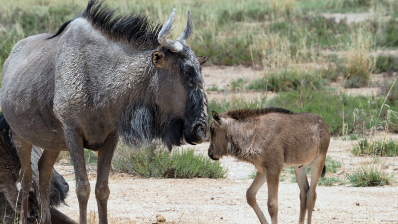 Namibia, Etosha Nationalpark Namibia, Etosha Nationalpark