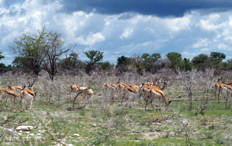 Namibia, Etosha NP Namibia, Etosha NP