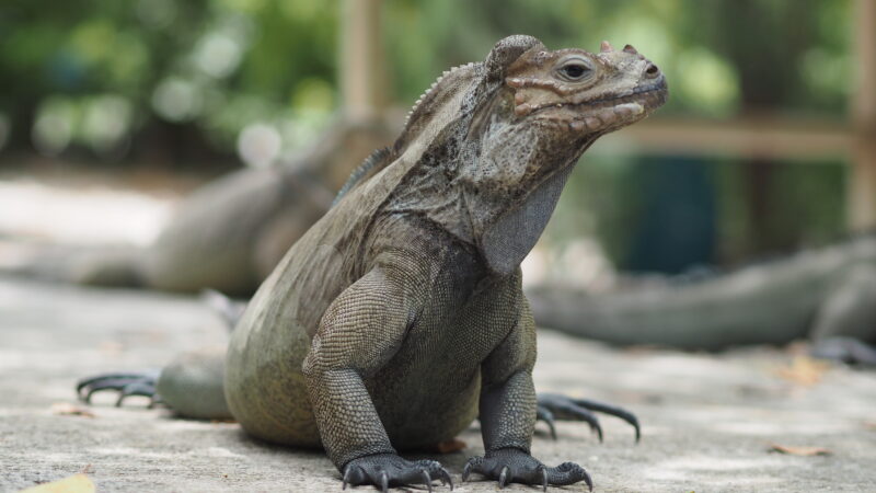 Dominikanische Republik Dominikanische Republik