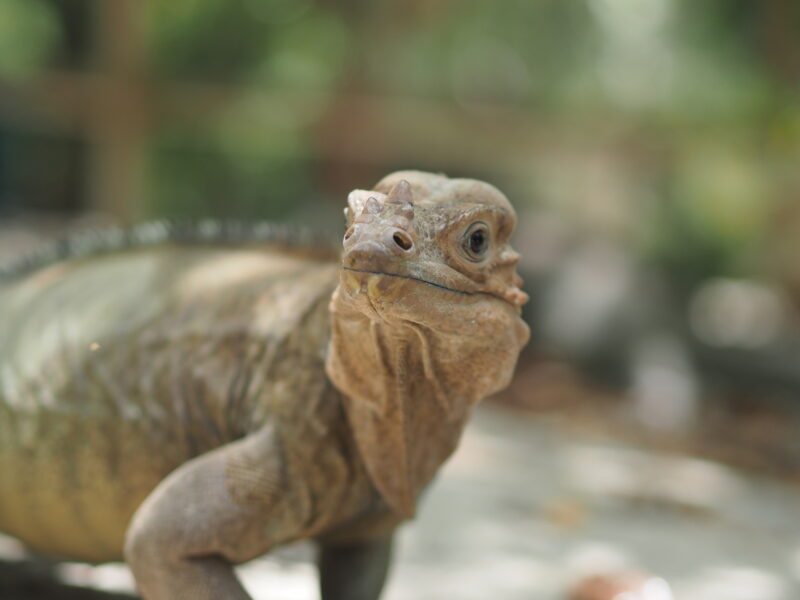 Dominikanische Republik Dominikanische Republik