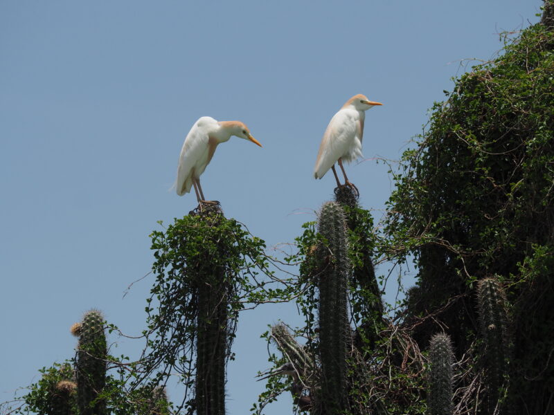 Dominikanische Republik