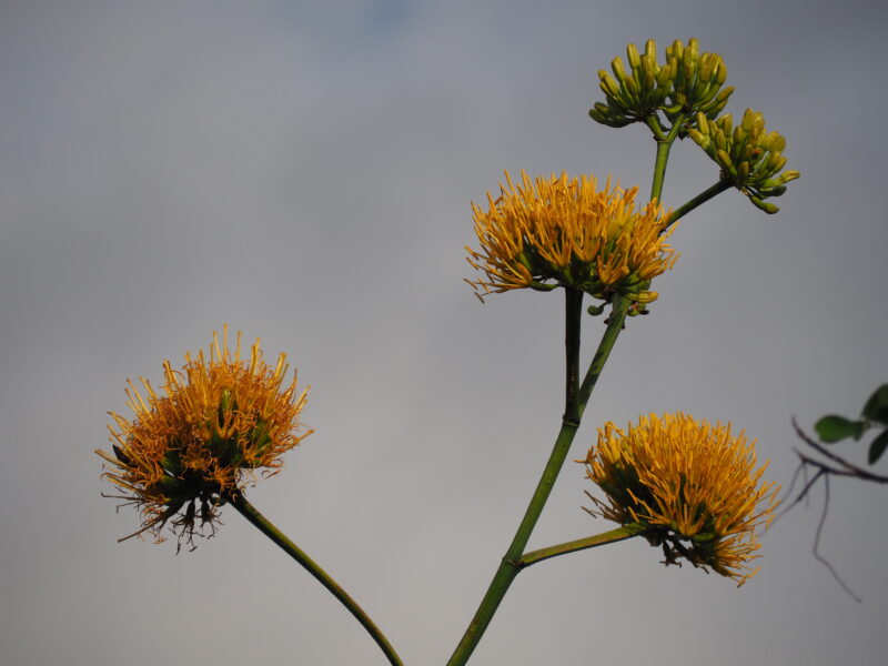 Dominikanische Republik Dominikanische Republik