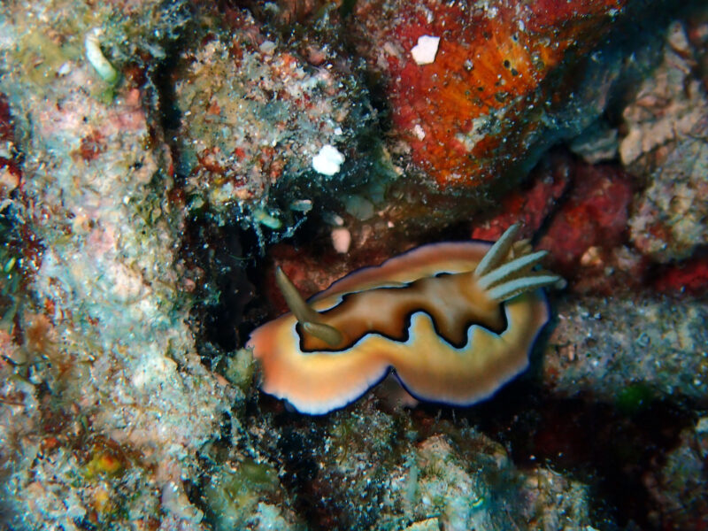 Bunaken, Indonesien Bunaken, Indonesien