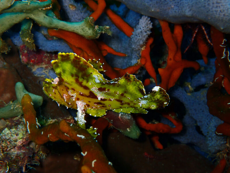 Bunaken, Indonesien Bunaken, Indonesien