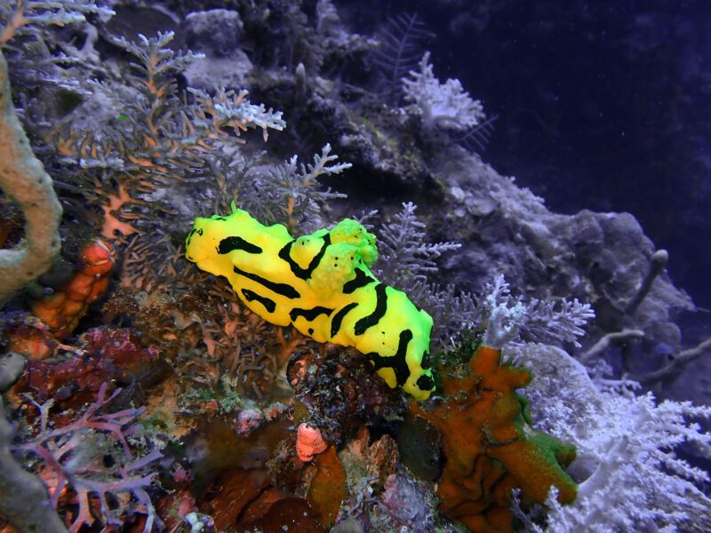 Borneo, Maratua Atoll Borneo, Maratua Atoll
