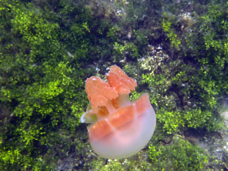 Palau, Mikronesien Palau, Mikronesien